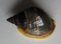 Nassarius pullus  (Linné, 1758)